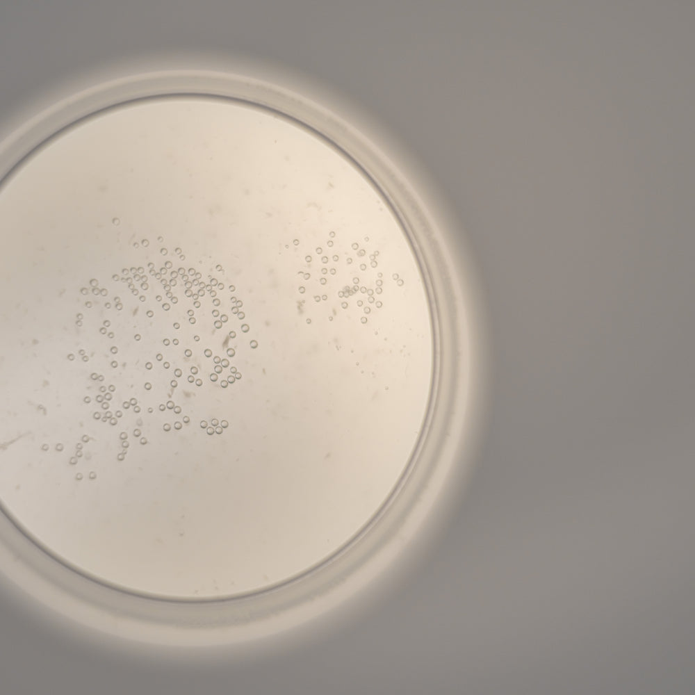 【1月23日〜順次発送】UPAS 2025 [720ml]