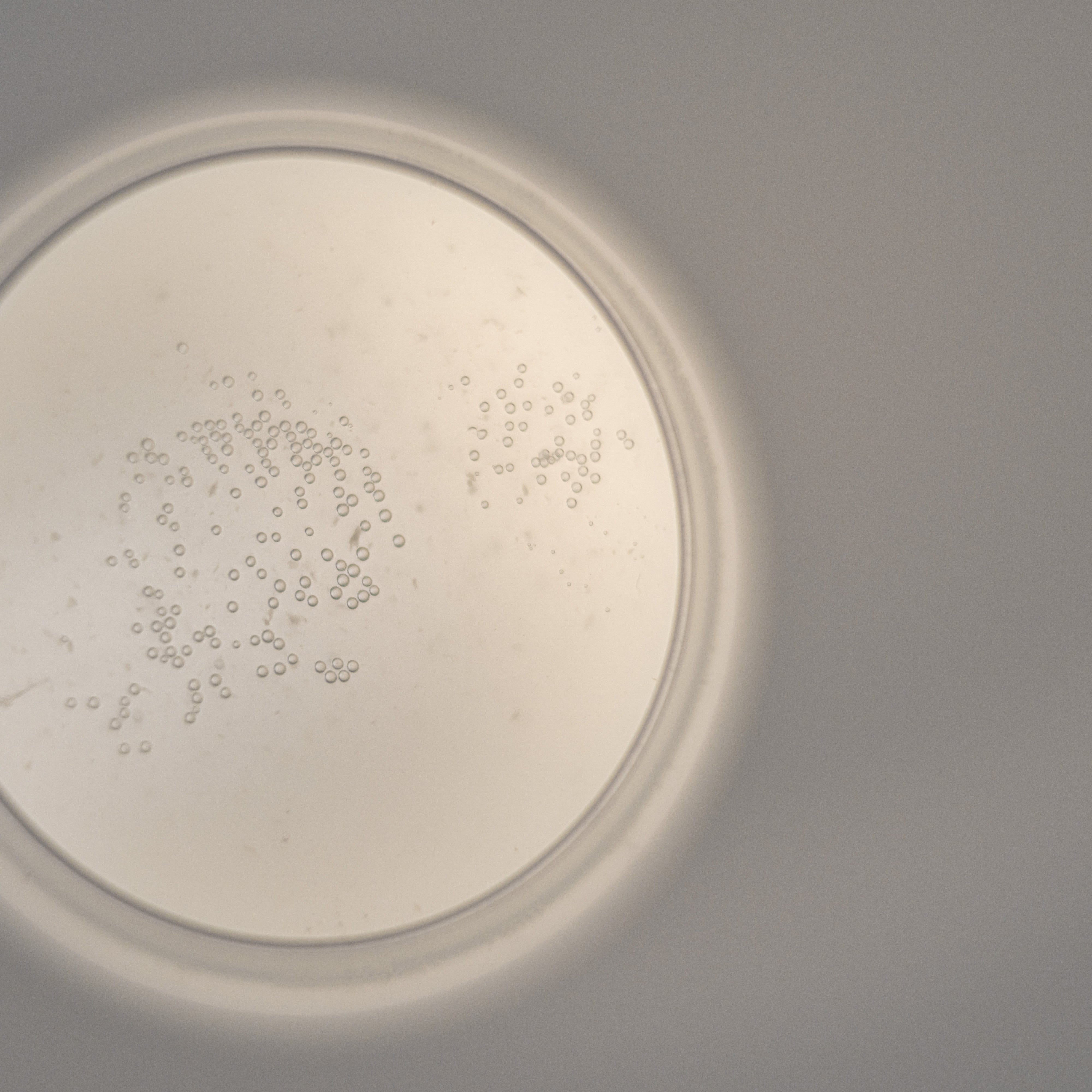 【1月23日〜順次発送】UPAS 2025 [720ml]